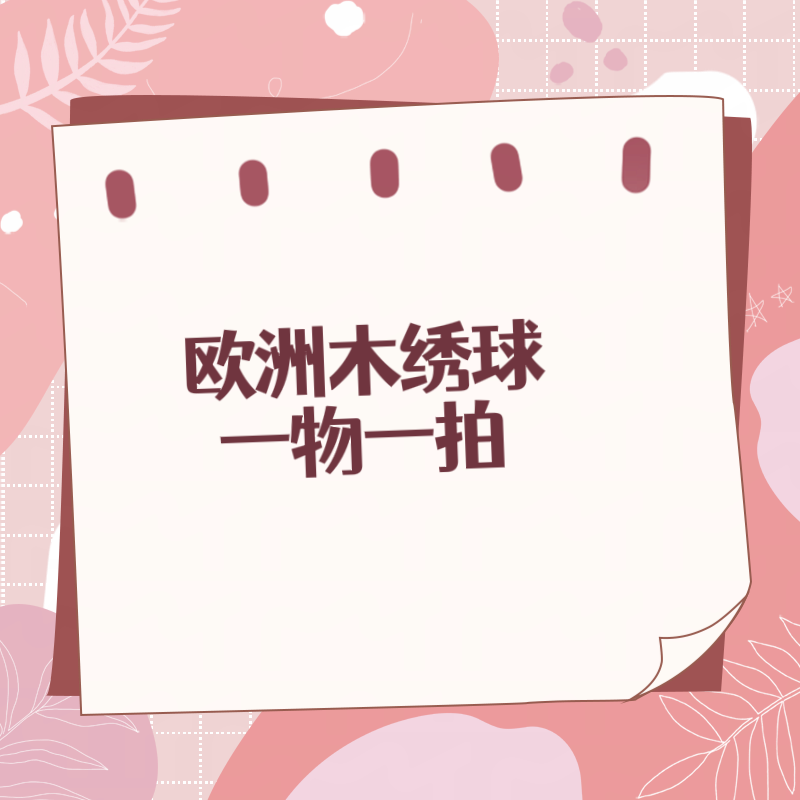【欧洲木绣球】高颜值打造梦幻花园就选它一物一拍直播间现场挑选！