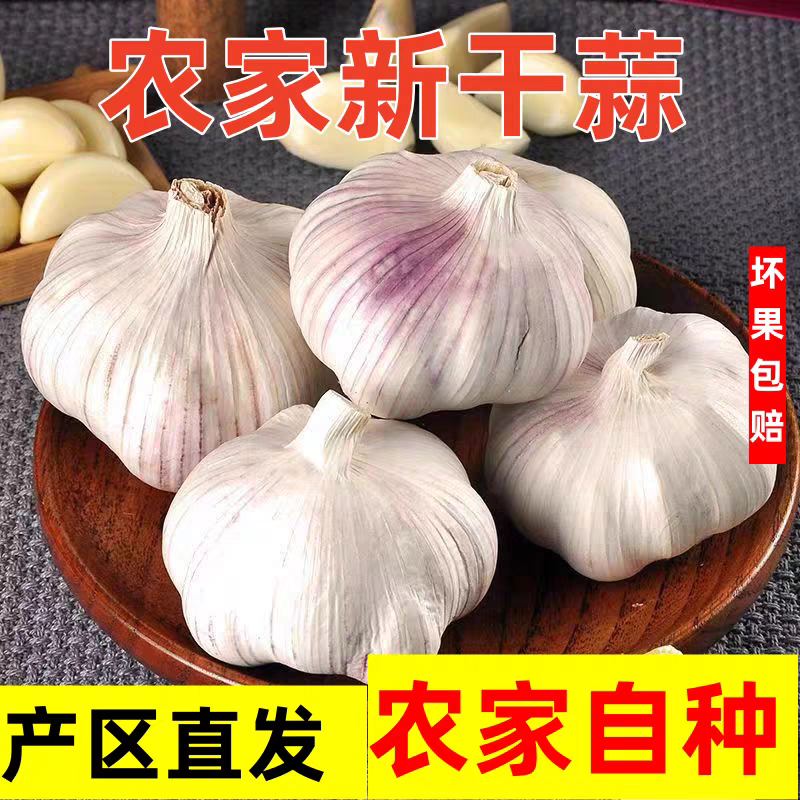 2025年新蒜干大蒜紫白皮大蒜紫皮大蒜多瓣蒜头产地直发