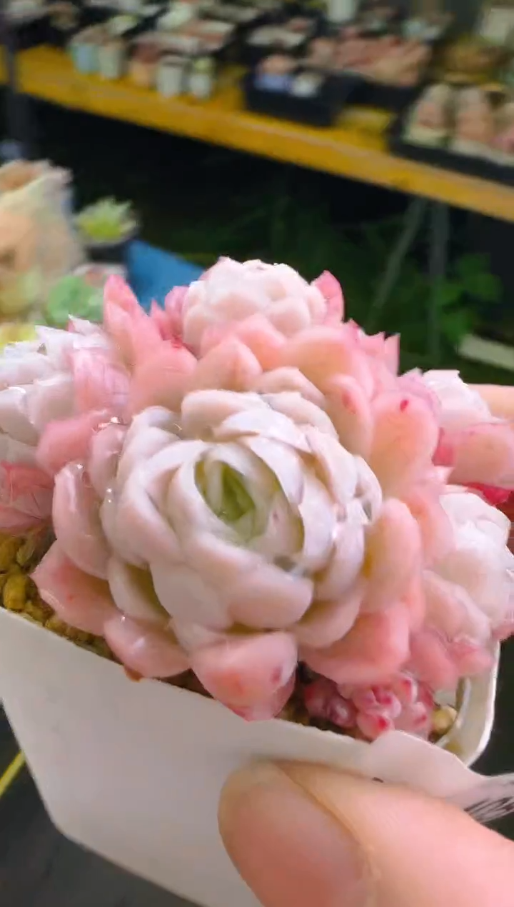 【闪购商品】福—405—仙农（月影）