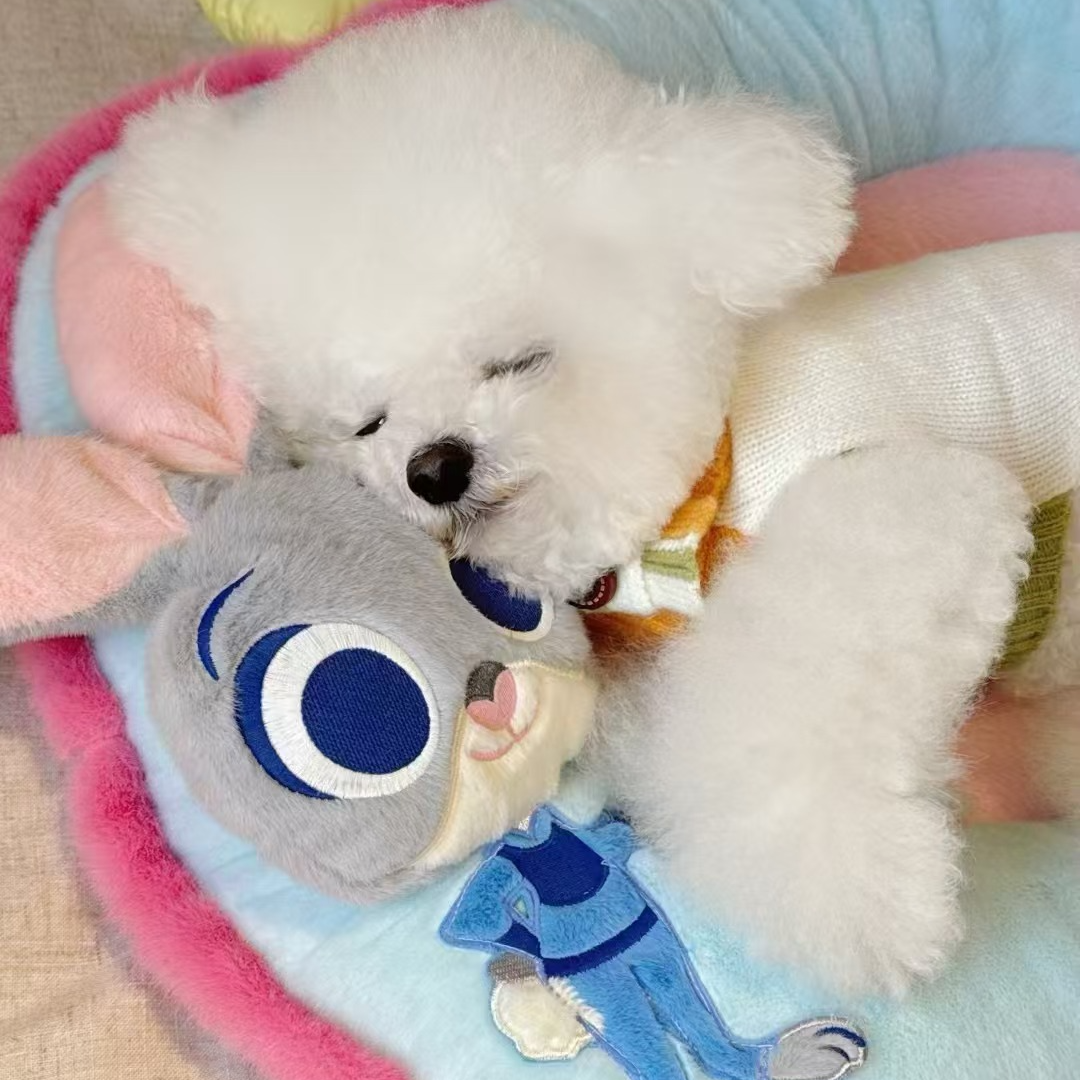 【豆豆家】 活体狗狗