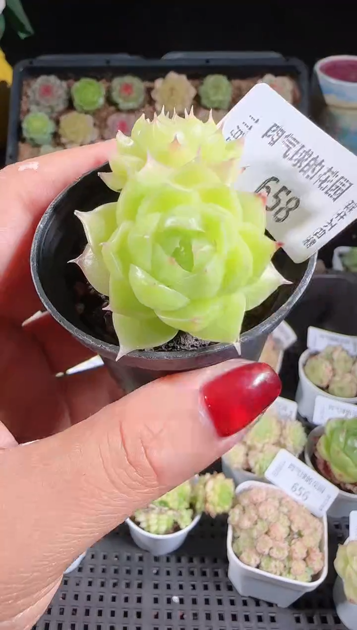 1102-658麦秆群不包整