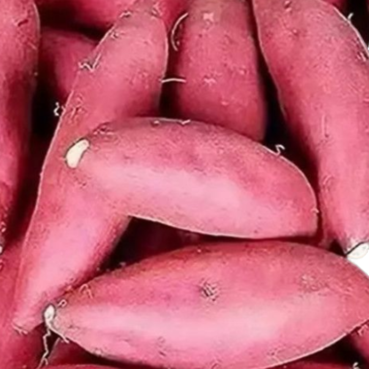 大别山本地香甜软糯板栗口感新鲜红薯粉勾芡