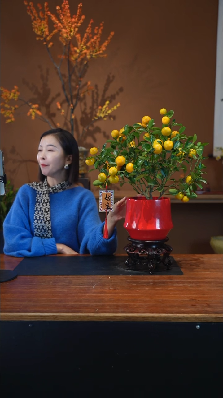 全部花朵小金橘红盆盆景盆景盆景