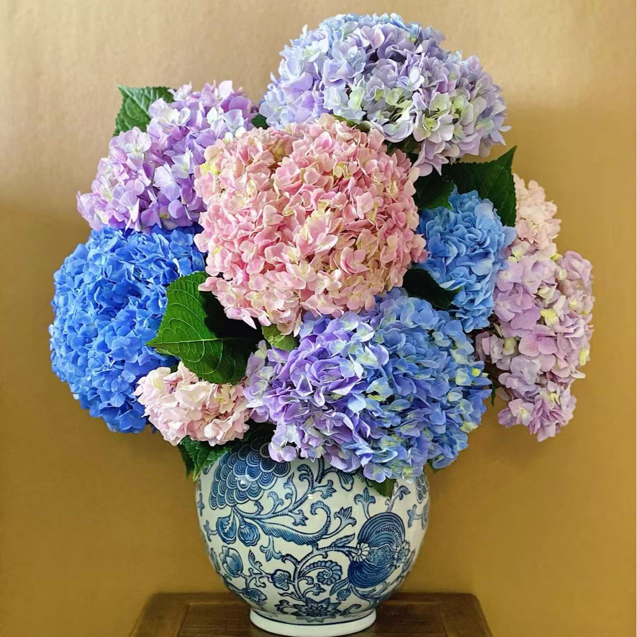 云南基地头茬头采混色绣球