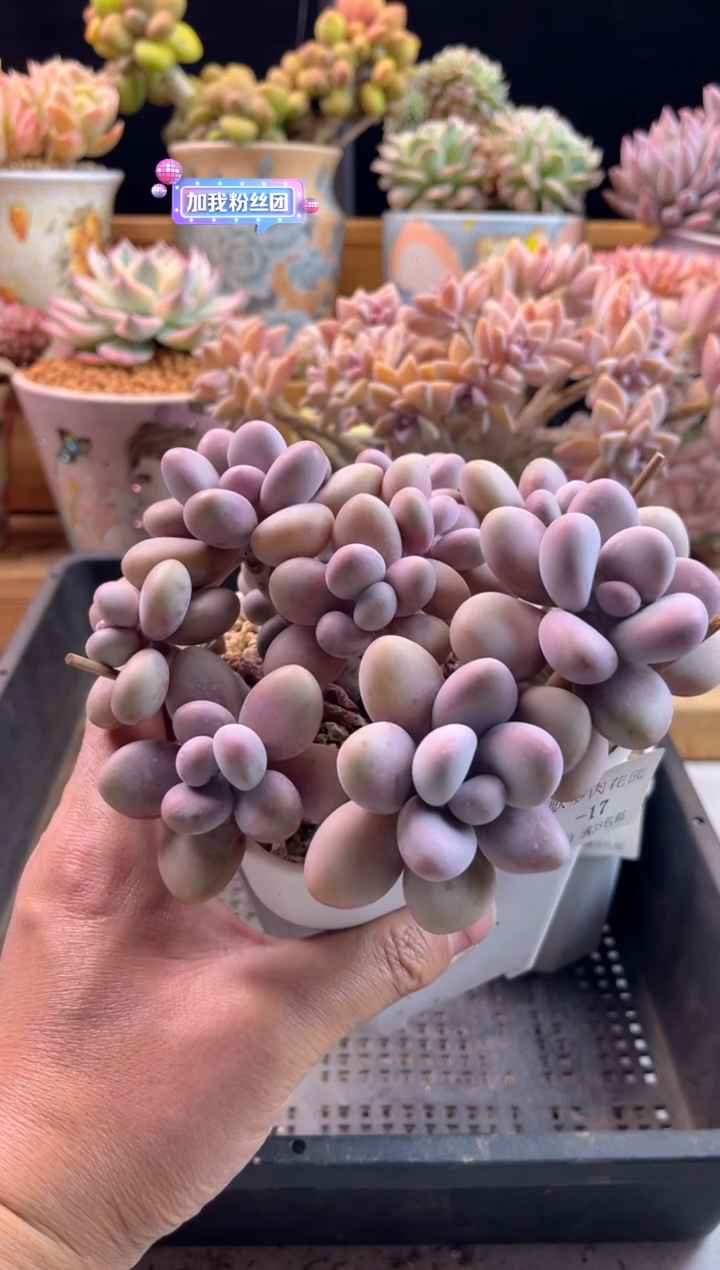 【闪购商品】2.5-17腰子蛋