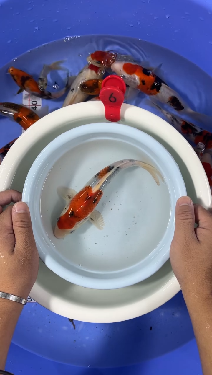 锦鲤活体二号链接 