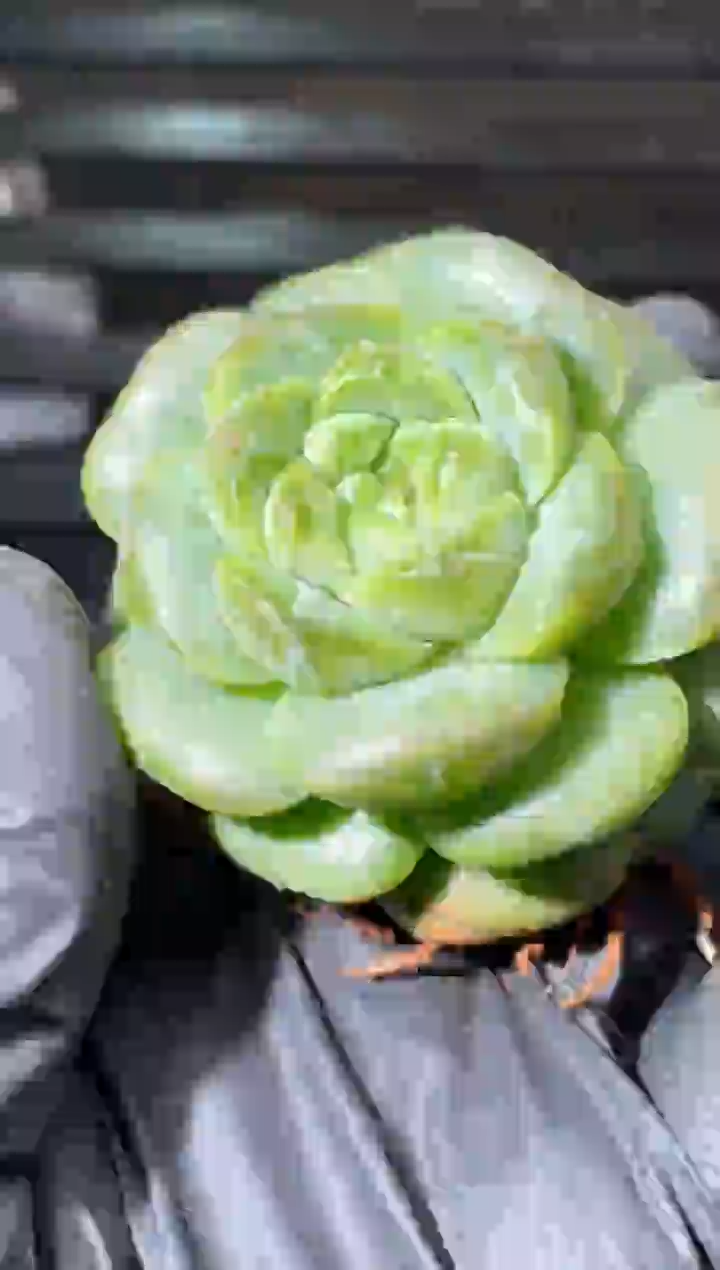 25-13 翡冷翠4-5厘米量拍发一颗