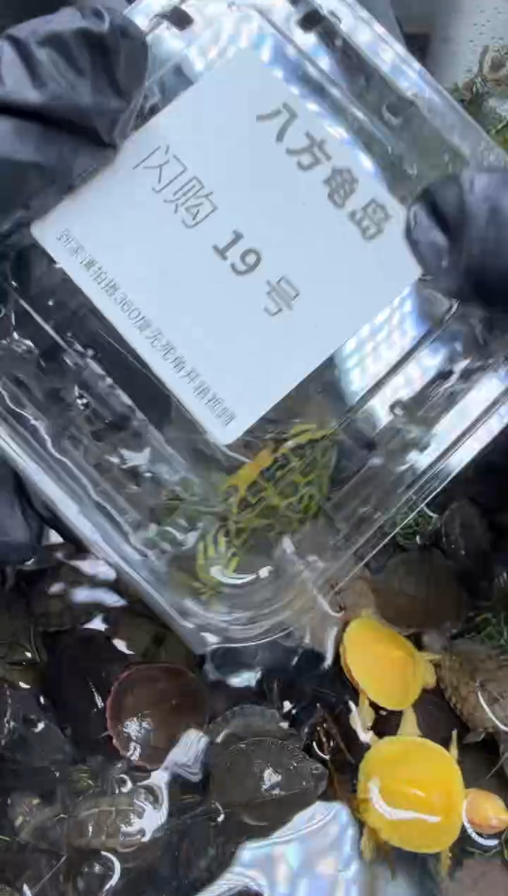 公母搭配宠物龟20号闪购