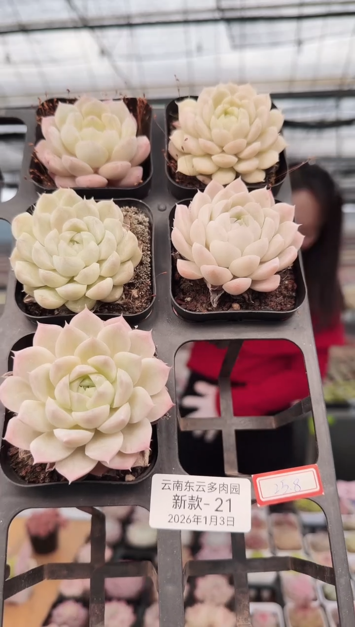 东云多肉园新款-21