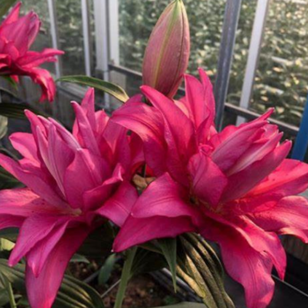 乔乔花屋1球宝莲灯16/18cm东方系列艳粉色新品种不带盆土现货包邮