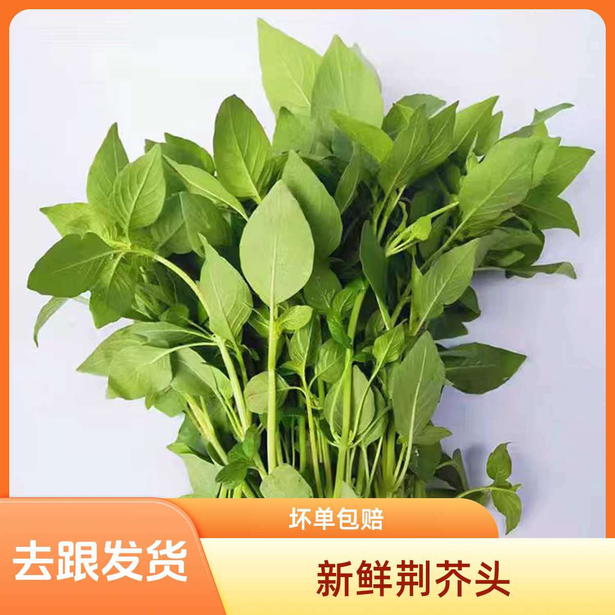 河南大叶新鲜荆芥叶荆芥头农家自种凉拌调味蔬菜小白菜不带跟发货