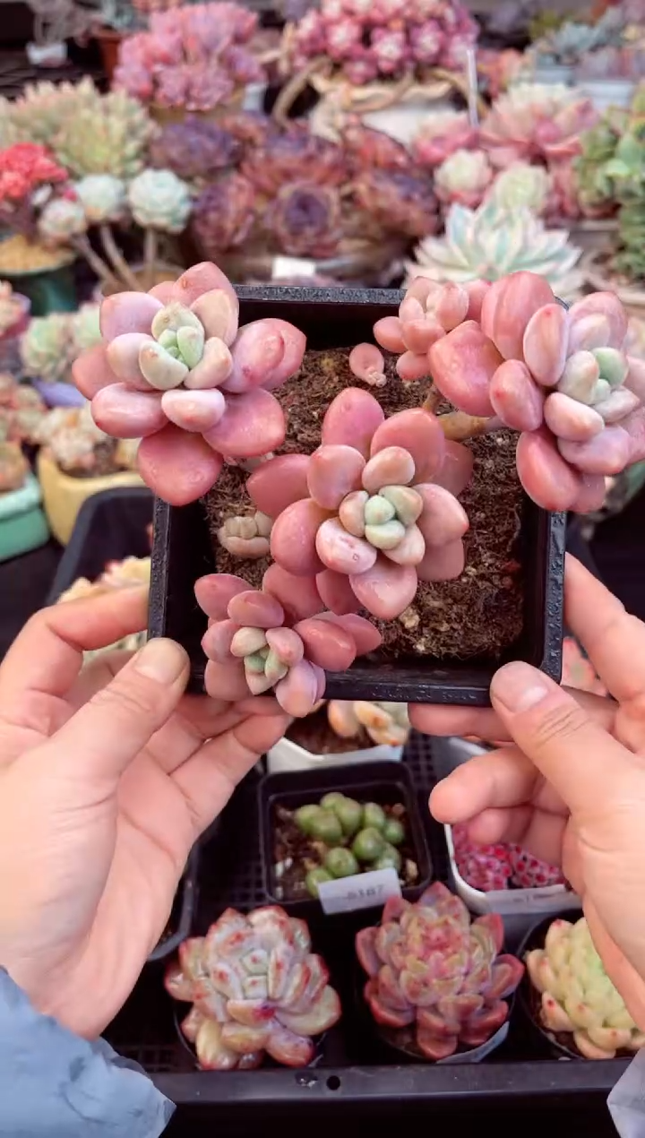 【闪购商品】5194红洛神多肉