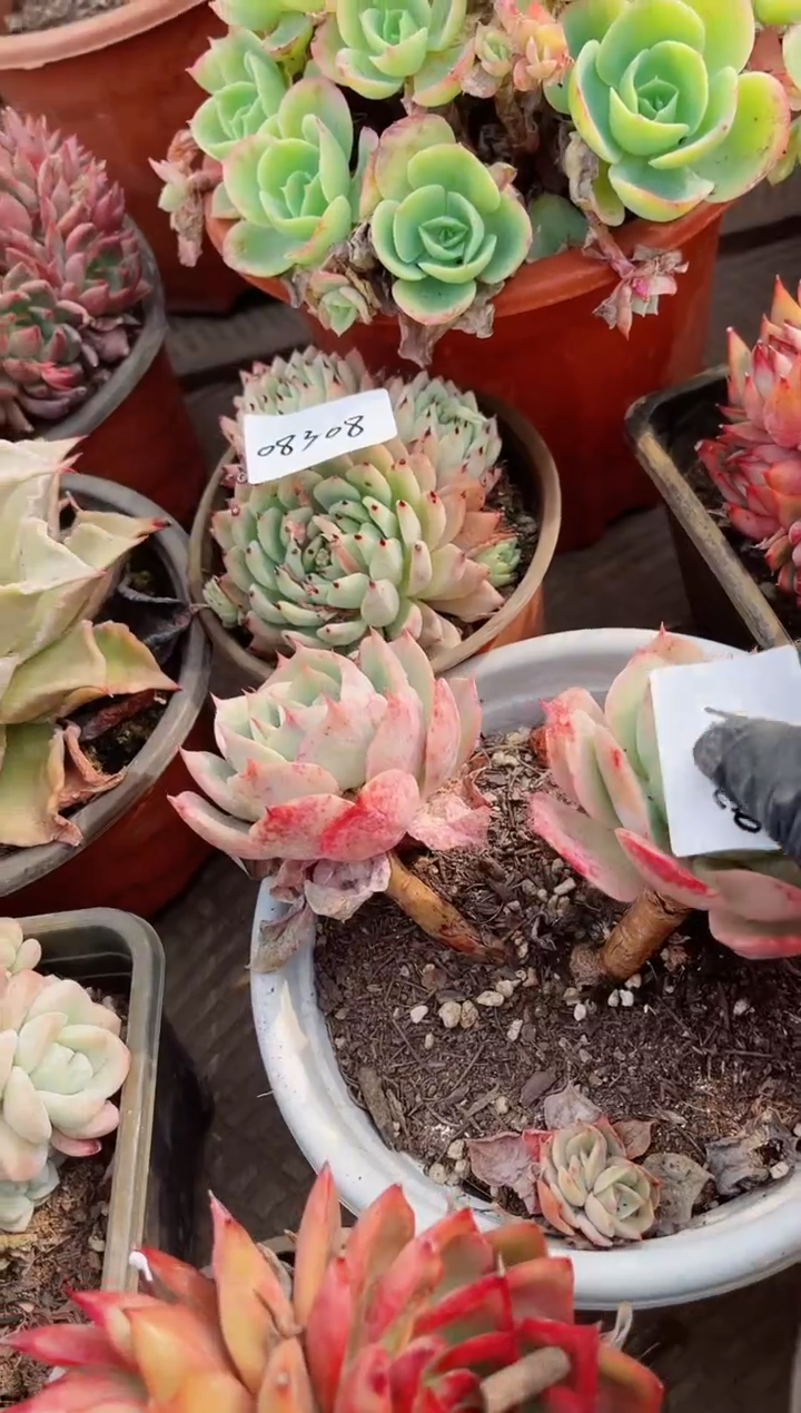 【闪购商品】08309多肉