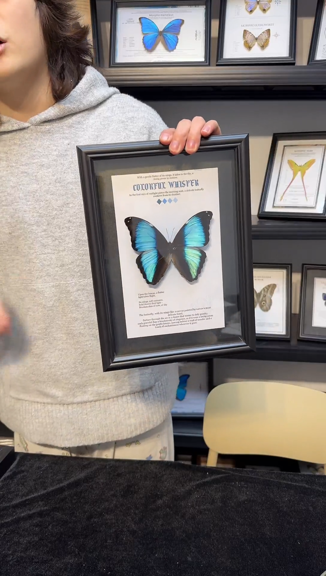 玻璃真实蝴蝶标本