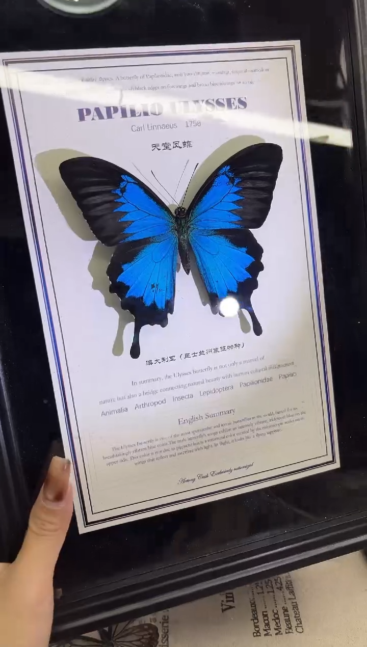 有机玻璃天堂凤蝶 掉粉