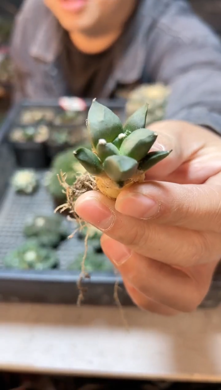 【闪购商品】实生龟甲连山2.9公分