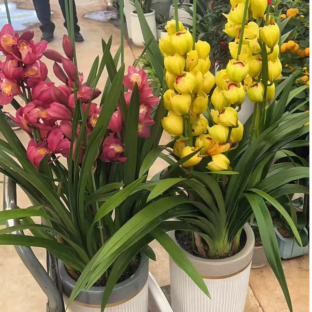 黄金岁月 大花蕙兰盆栽 任意2单鲜花顺丰或德邦 云南鲜花直发