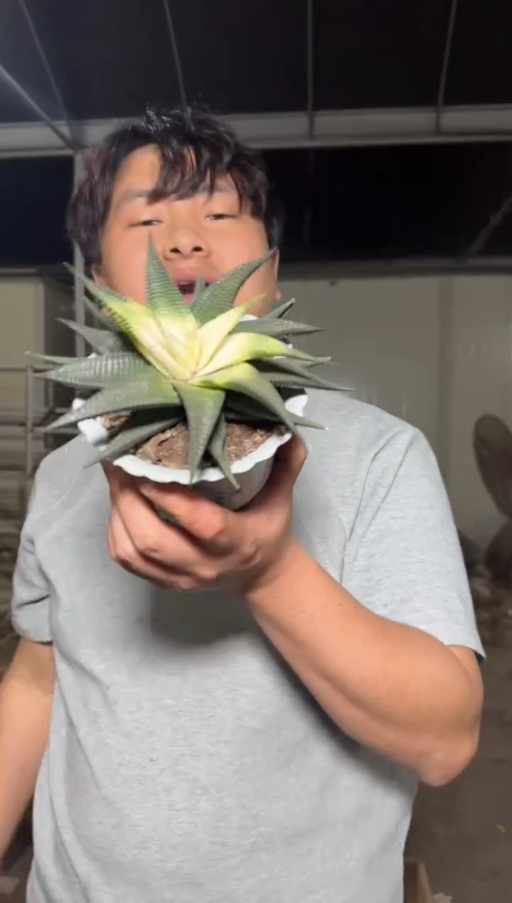 2颗 琉璃殿 锦【带根】