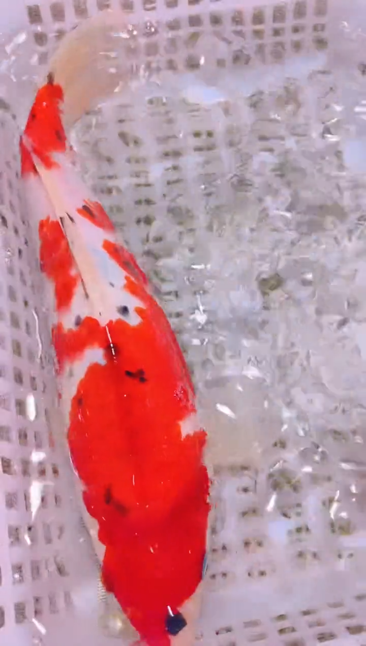 锦鲤冷水观赏鱼全场包邮219