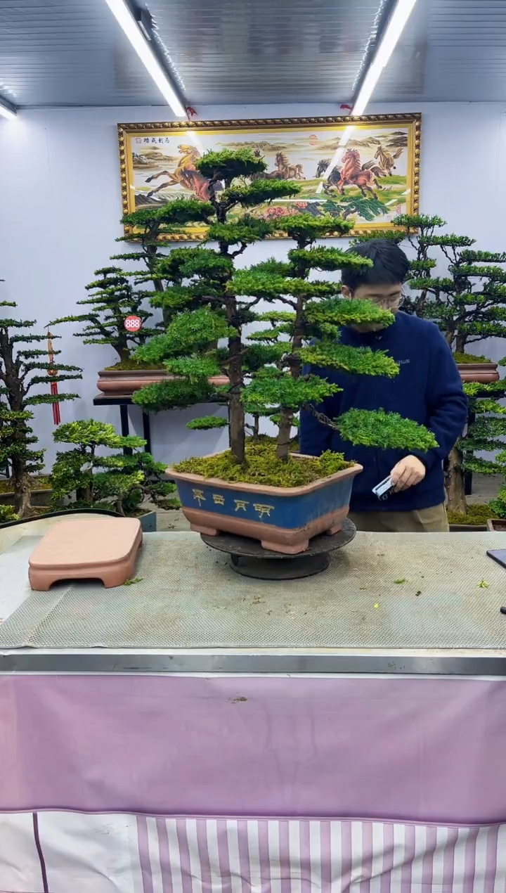 【闪购商品】八斗松/松类活物造型盆景，以直播间截图为啊啊啊啊