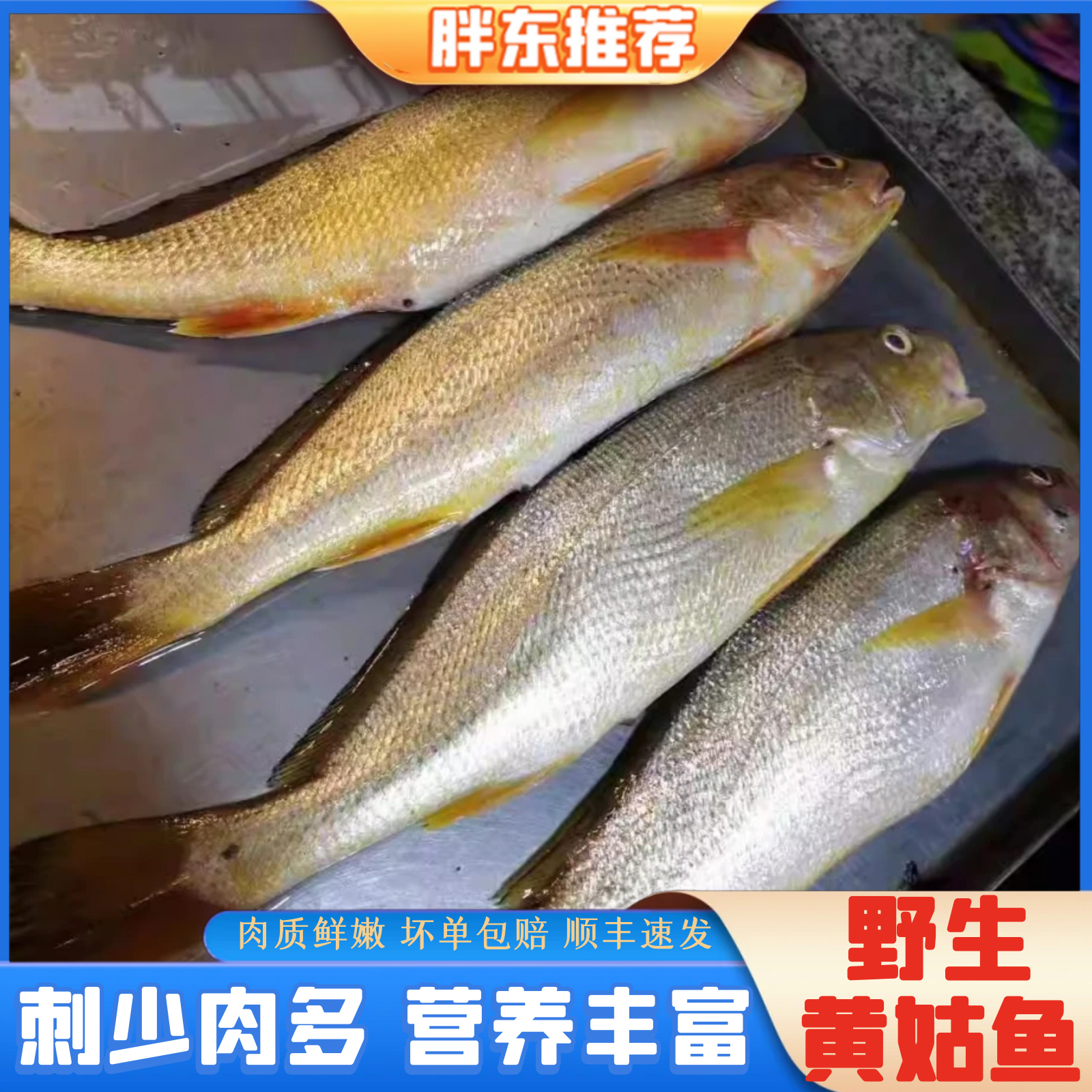 【胖东】纯野生黄鱼黄姑鱼石首科开海新货新鲜水产海鲜2-3条3.5斤
