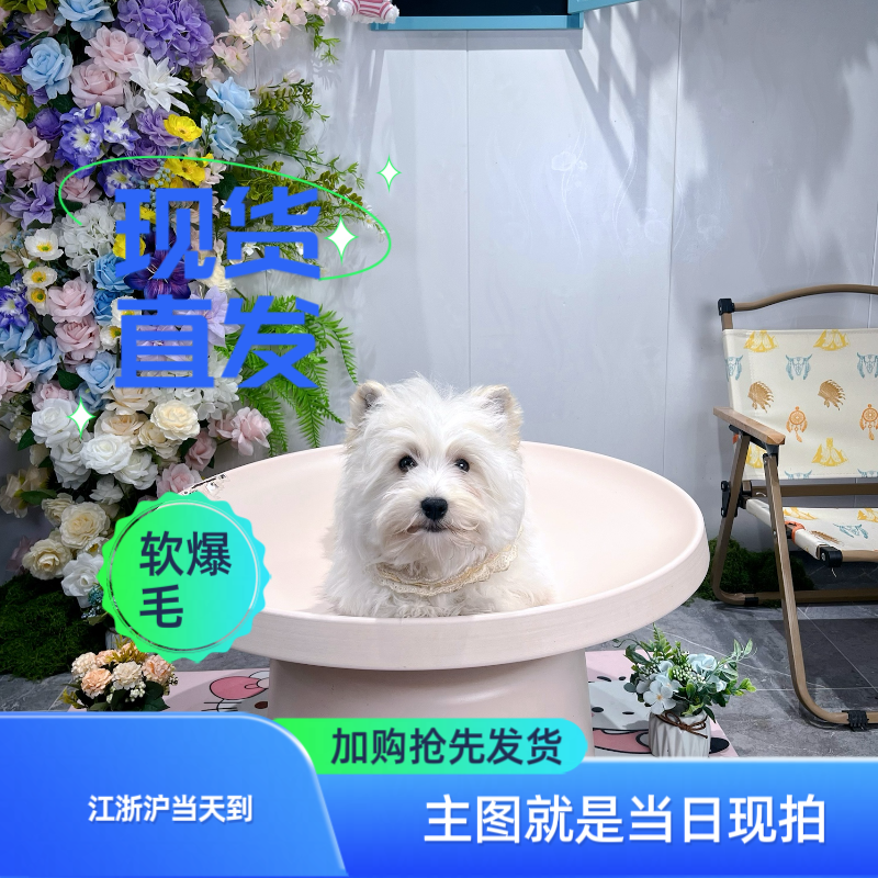 苏州现货精品软爆毛西高弟弟乳名-lucky