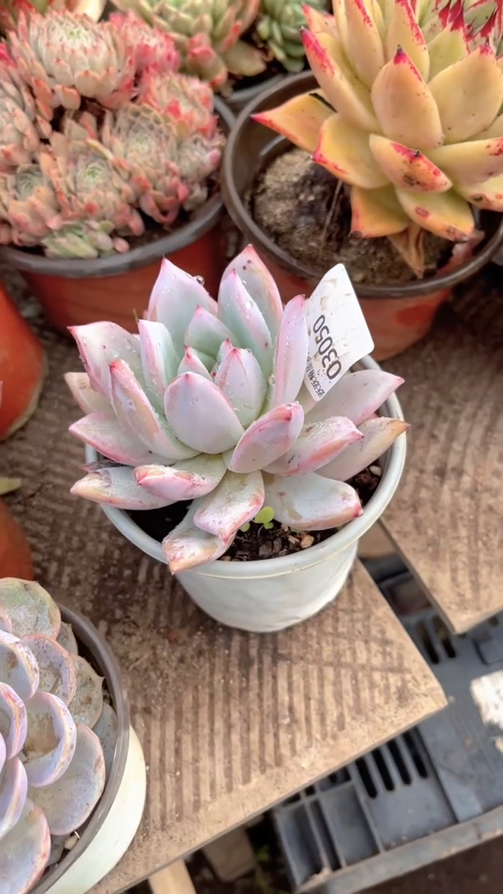 小**?跃跃精品多肉03050