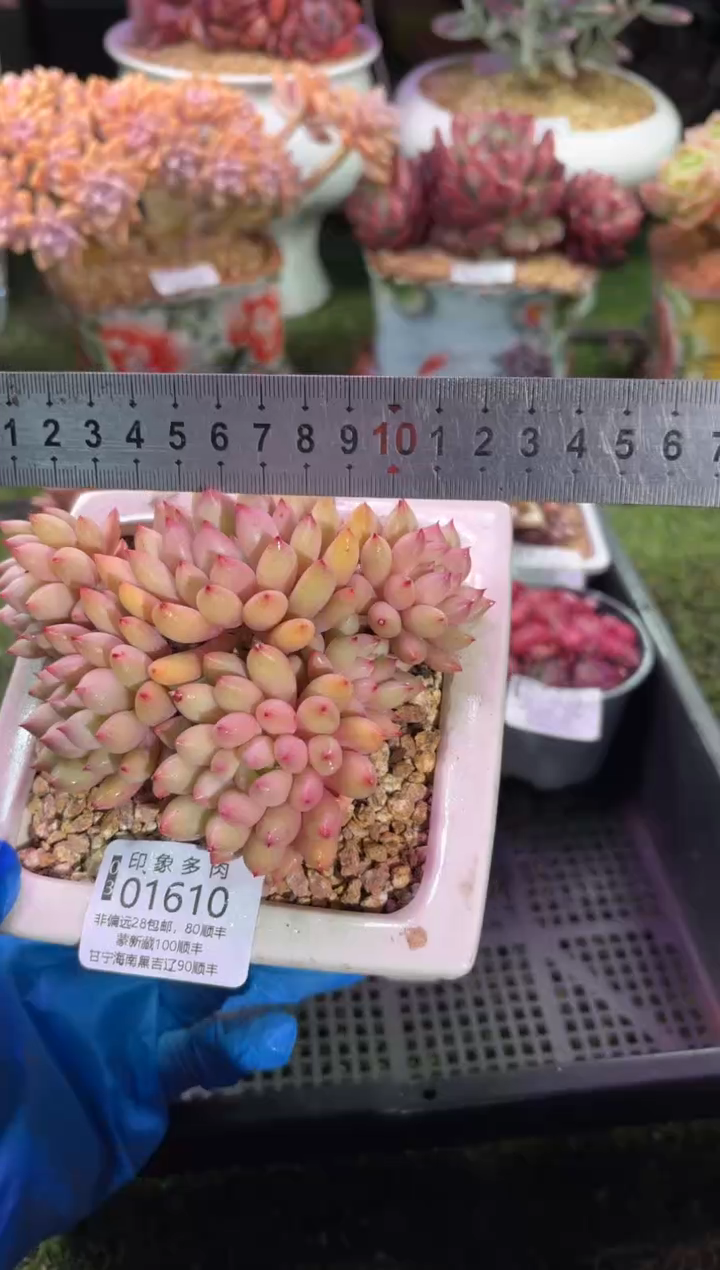 【闪购商品】01610