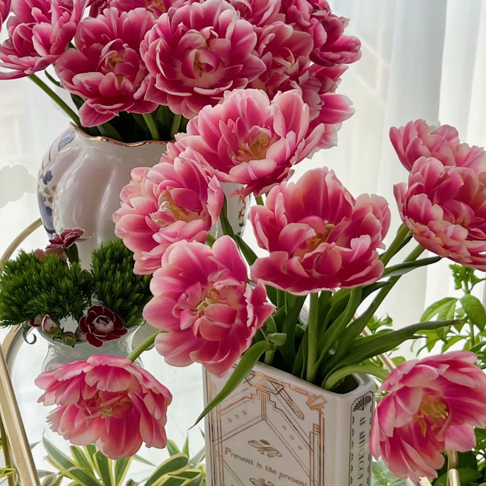 【一品花集】【草莓松饼】郁金香鲜花 云南昆明基地直发家用鲜花