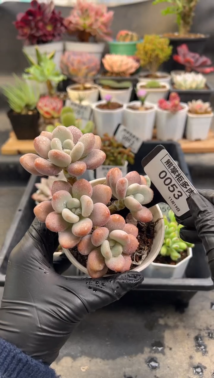 观*1119-53-优选洛神群