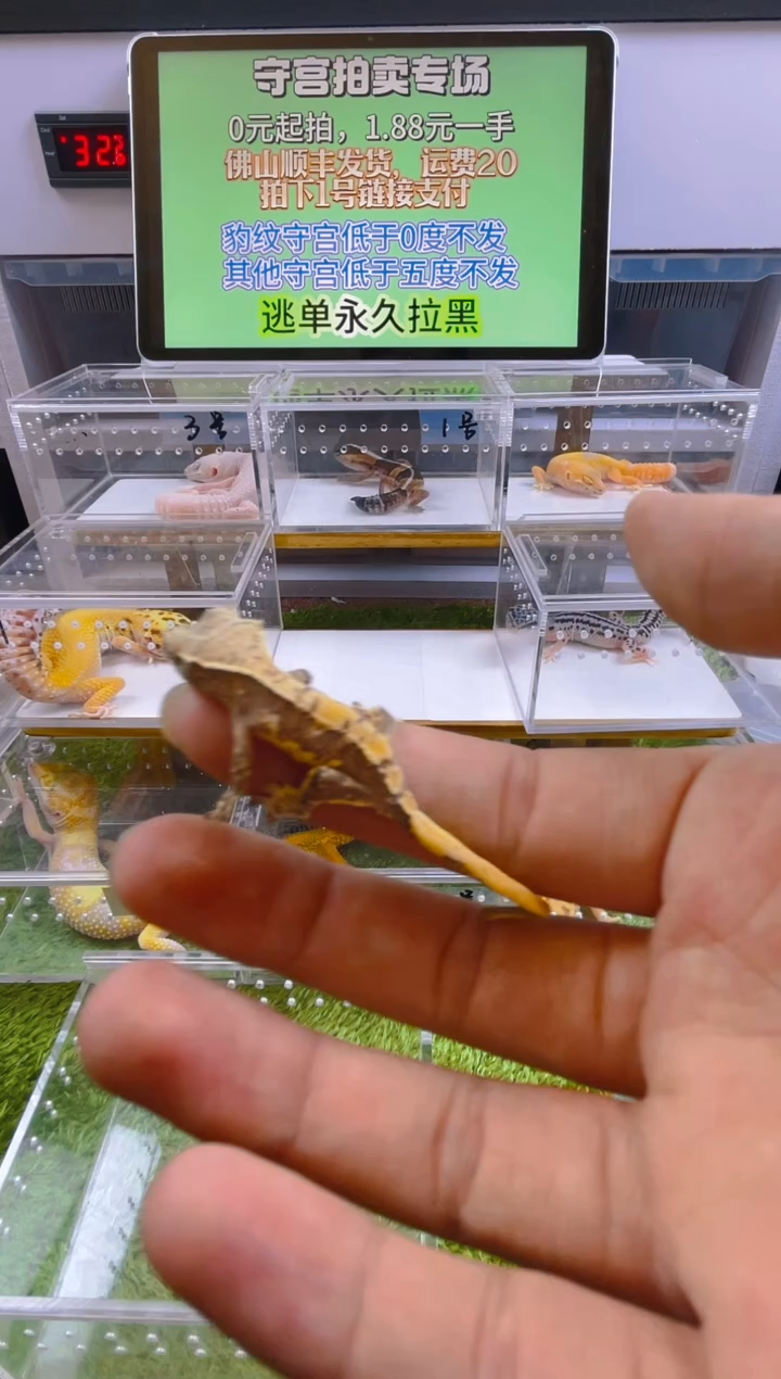 豹纹守宫守宫可爱温顺迷人好看