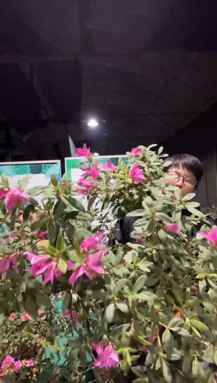 粉丝带2加仑大苗，带花发货1