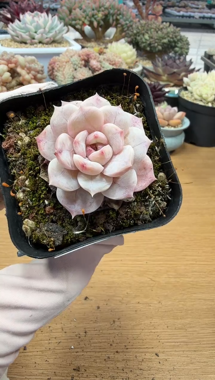 东云多肉园二店-42