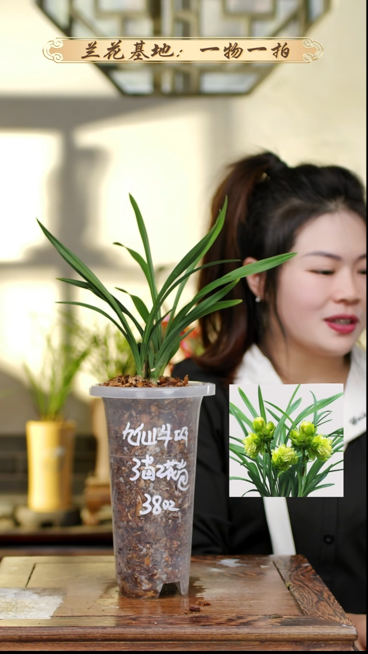 完全开放九仙牡丹3苗2花苞