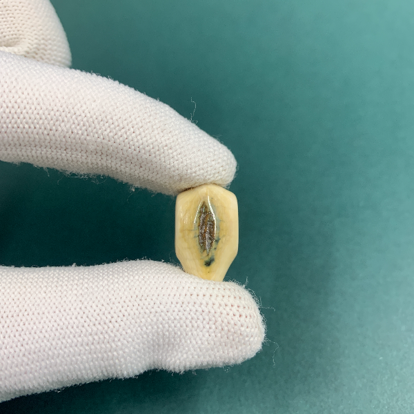 H5669天然猛犸猛犸牙精品三通支持鉴定假一罚四