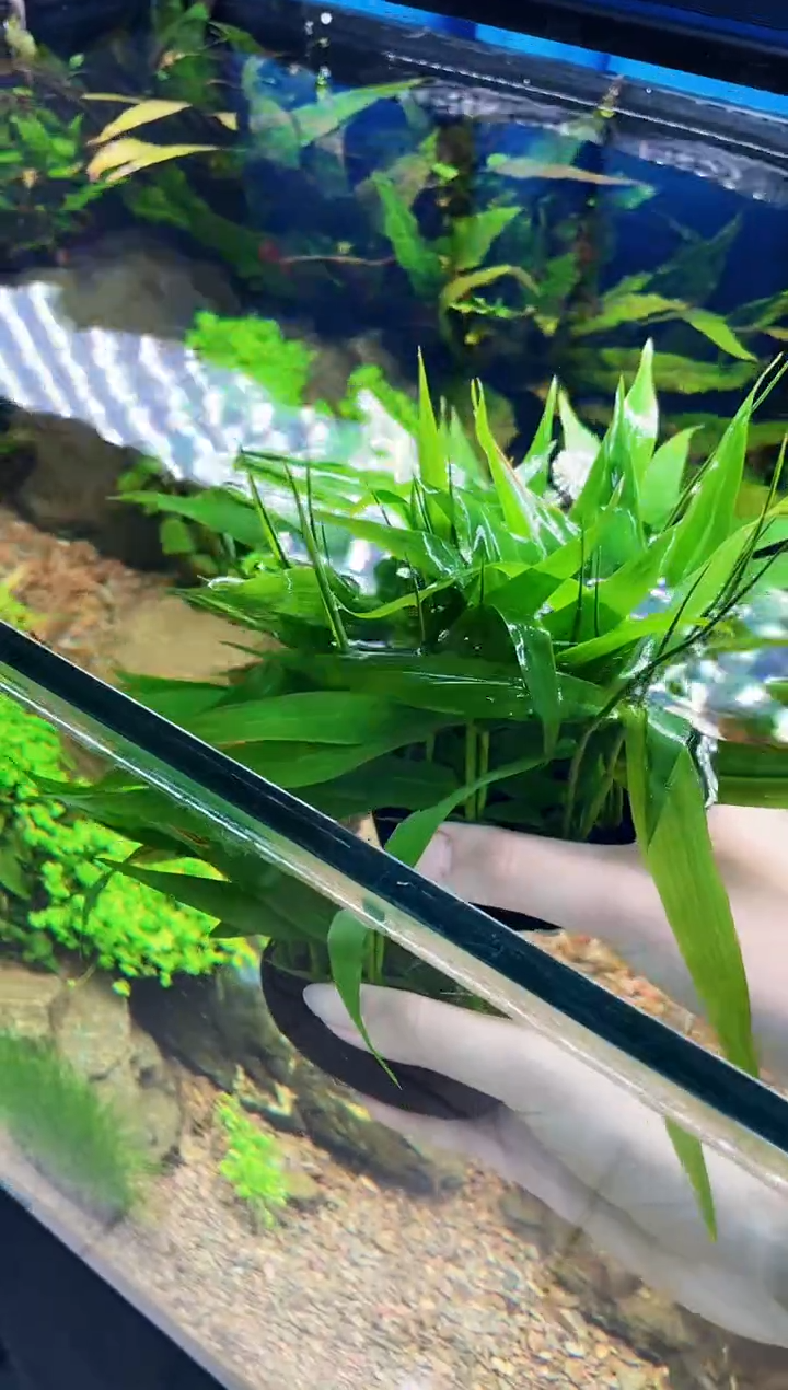 特价福利【青竹大坨】20厘米大水草