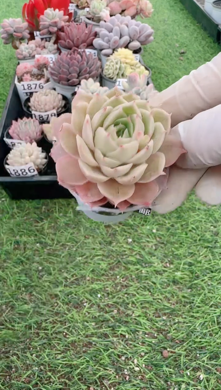 【闪购商品】信福多肉一物一拍