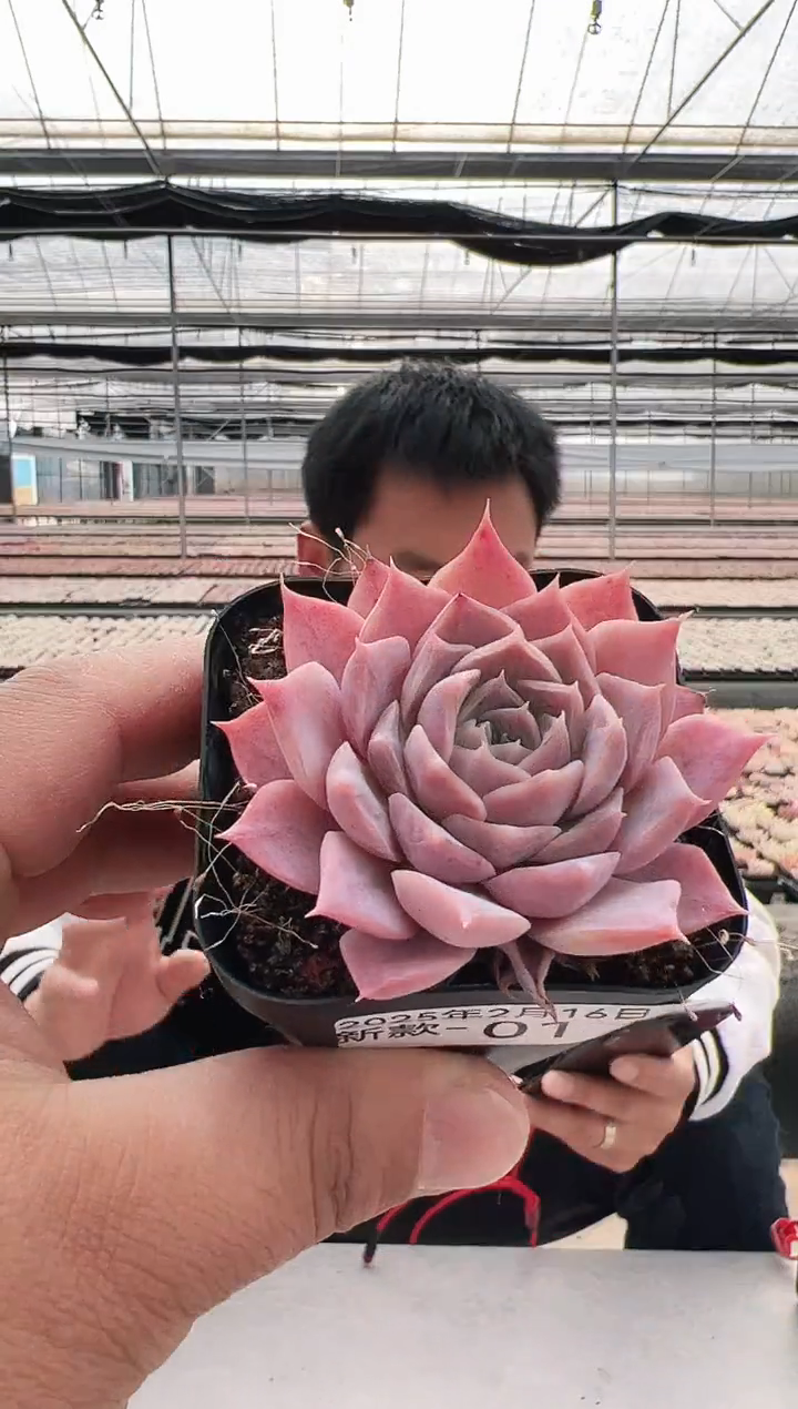 【闪购商品】新款多肉-1