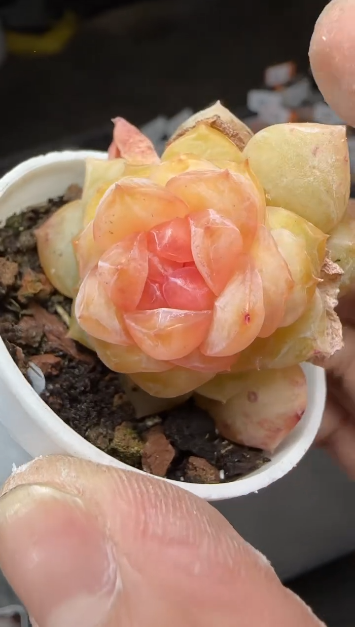 【闪购商品】一物一拍0217—57