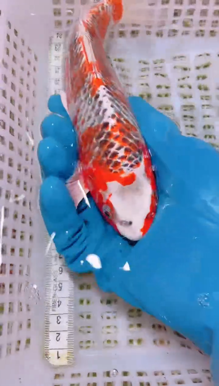 锦鲤冷水观赏鱼全场包邮20