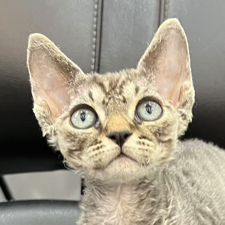 来了姊妹-棕虎德文猫 弟弟 3