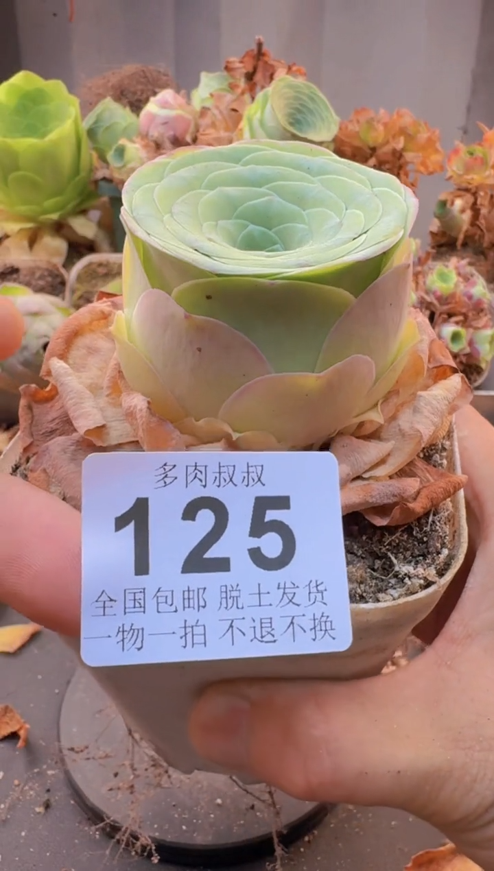 多肉叔叔山地玫瑰--125