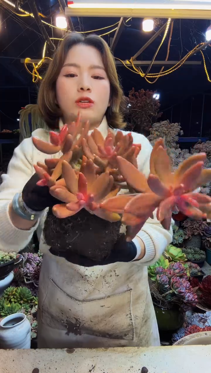 老桩红手指脱土包邮