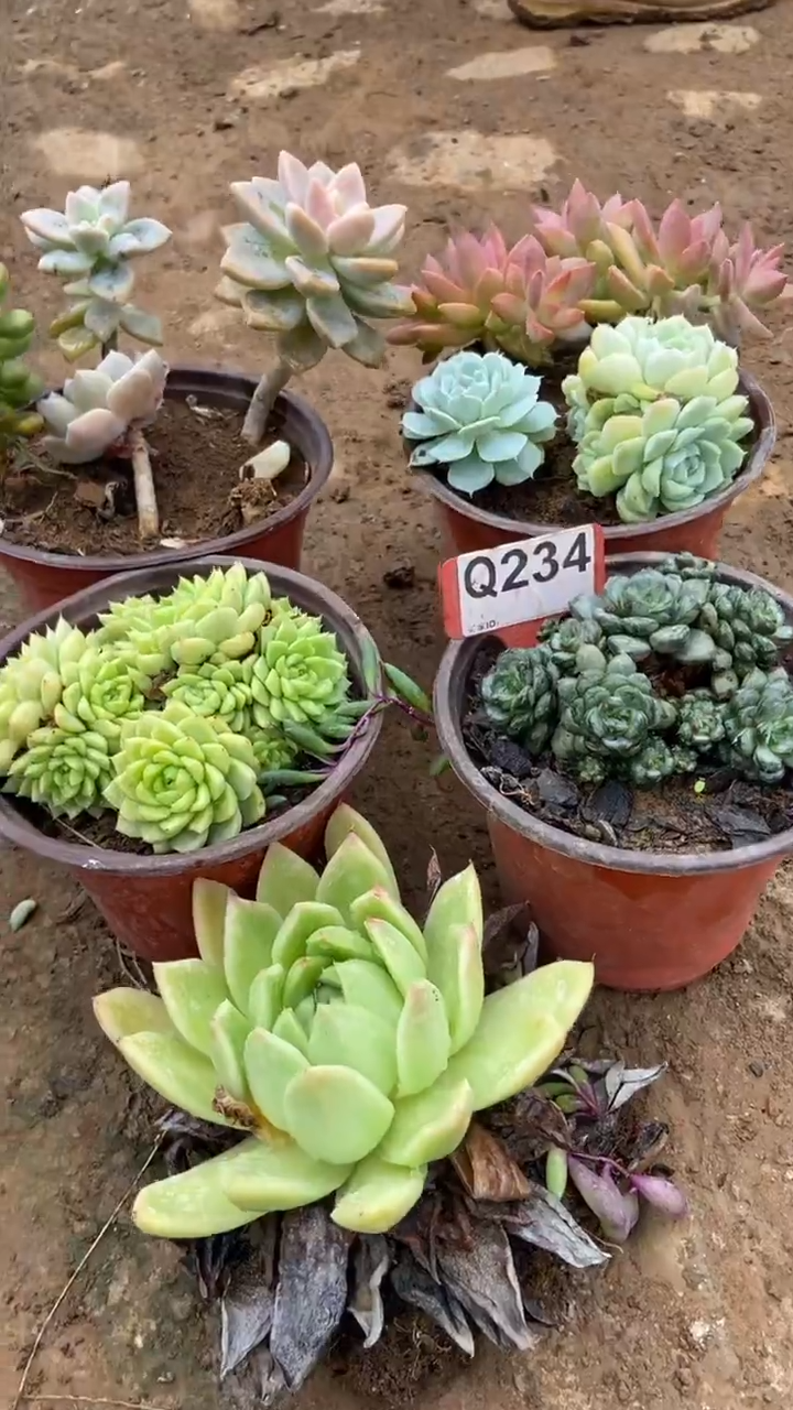 Q234多肉组合默认脱土发货
