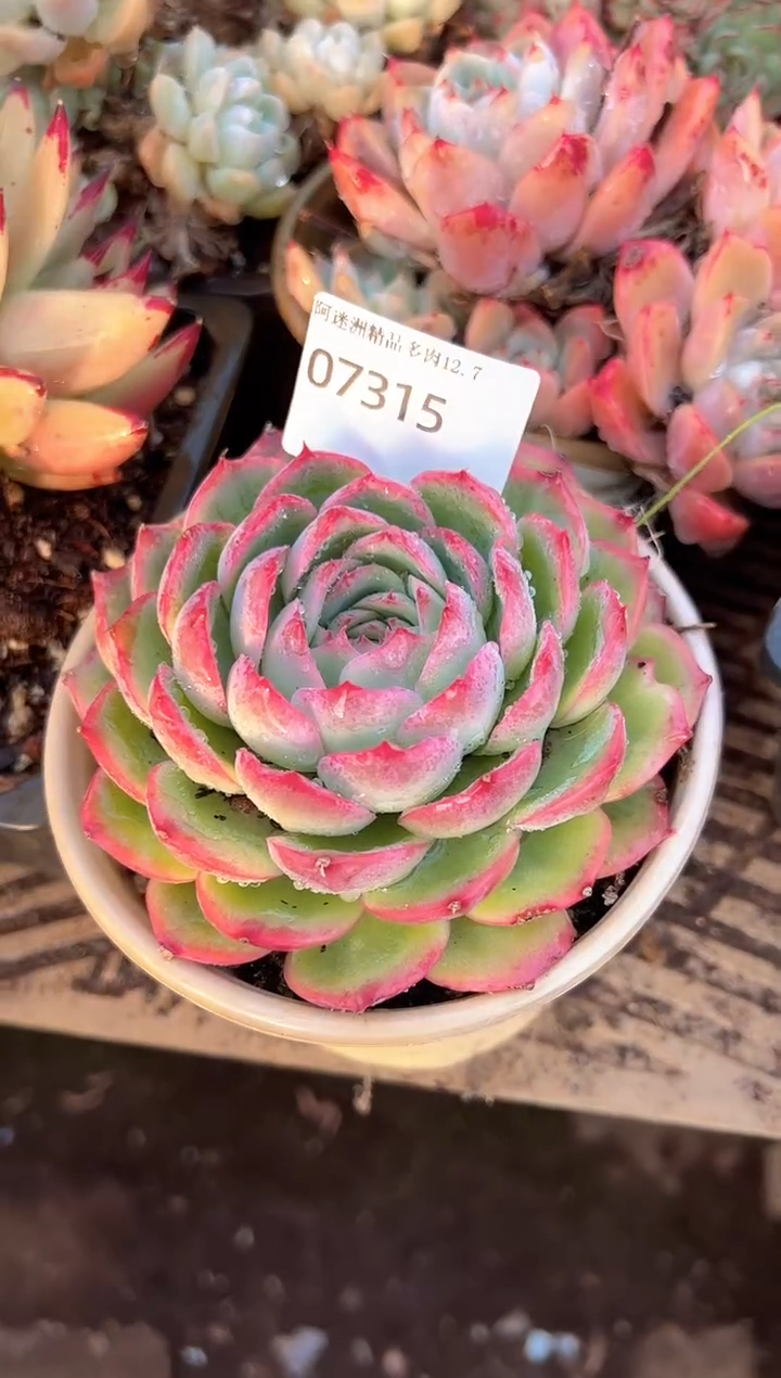 .****O多肉植物一物一拍07315