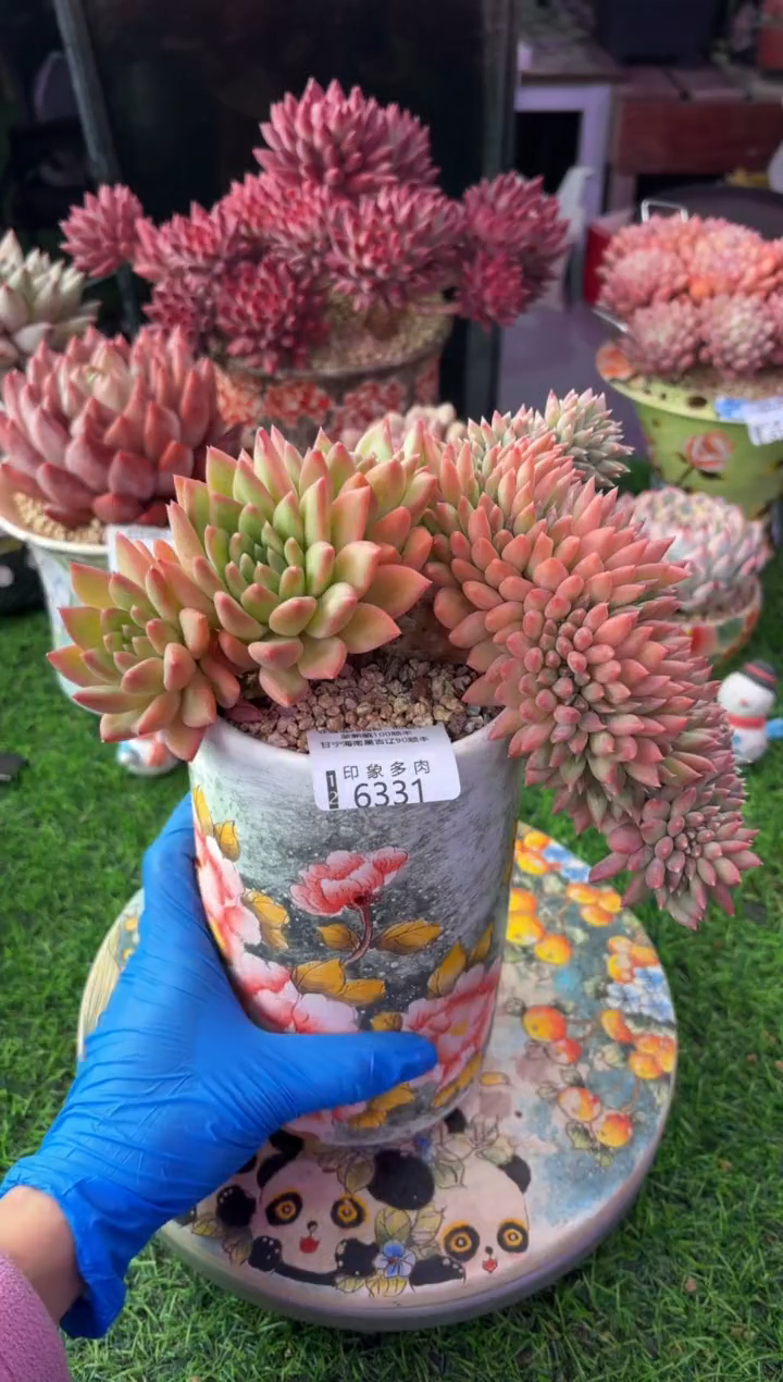 昆明印象多肉6331