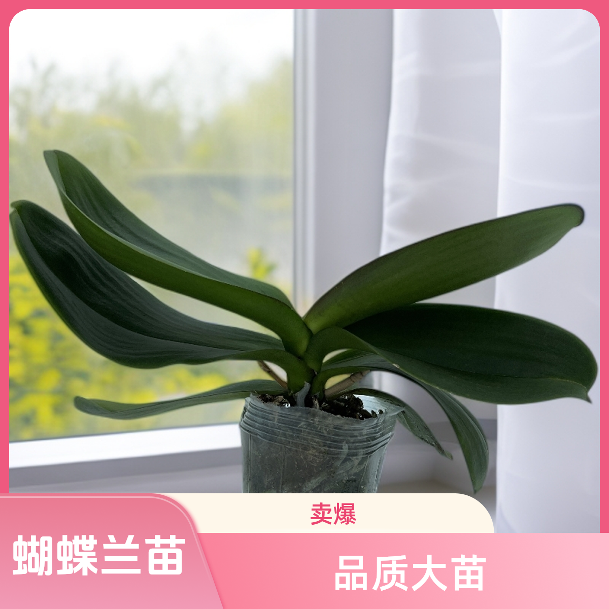 精品无花剑《大辣椒》蝴蝶兰花后苗高品质大苗