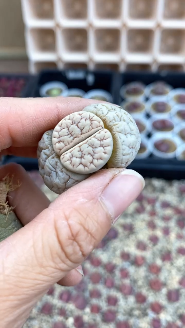 【闪购商品】6960直播一物一拍