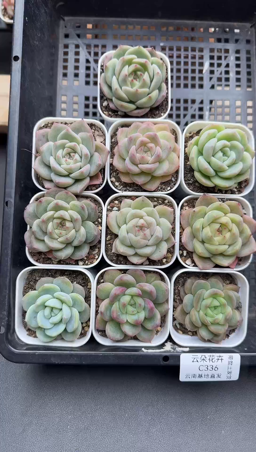 珍妮杂交多肉C336