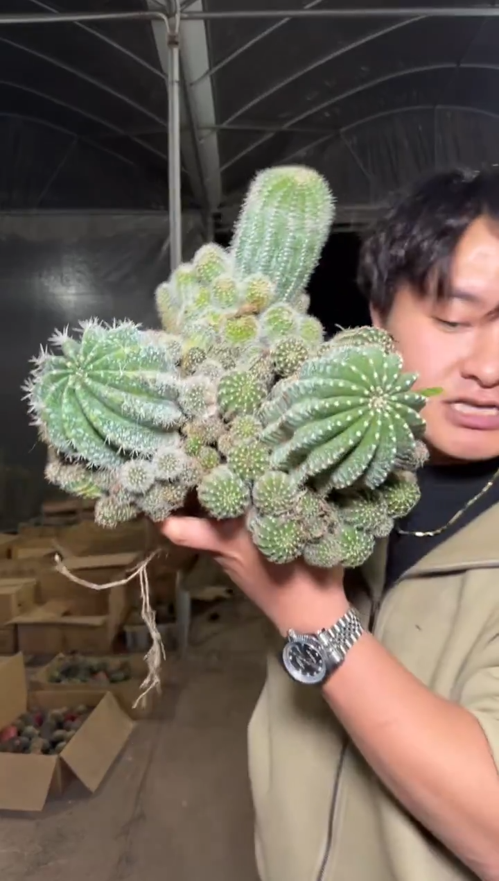 3颗 大金刚彩草杂交 不指定带崽